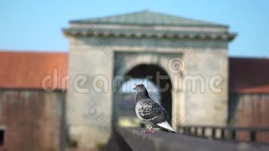 特写鸽子坐在城堡入口处的栅栏上，然后起飞，飞走了